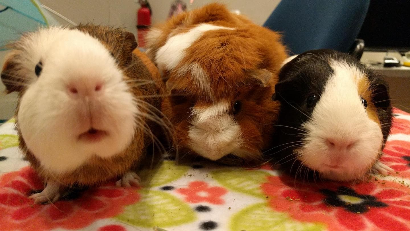 Peach, Felix and Caroline together